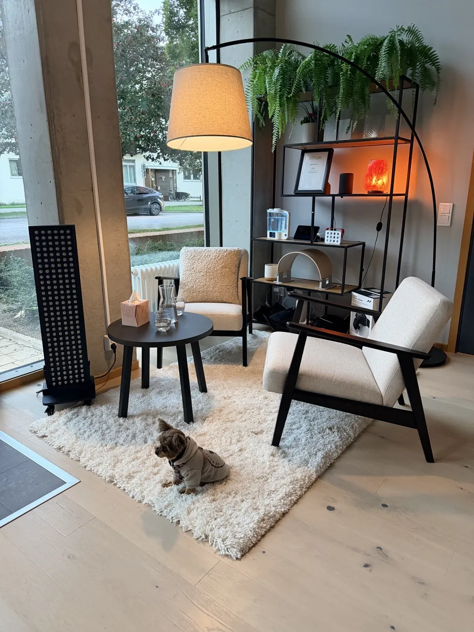 Studions sitthörna med två fåtöljer, växter och en liten hund på mattan.